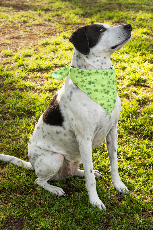 St. Patrick's Day Sparkling Shamrock Pet Bandana Collar